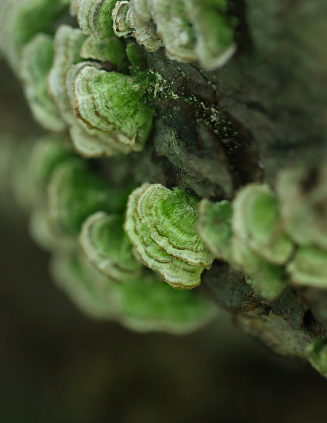 Violet-Toothed Polypore - Trichaptum biforme Habitat: Growing on rotting hardwood; mixed forest<br />
<figure class="photo"><a href="https://www.jungledragon.com/image/156858/violet-toothed_polypore_-_trichaptum_biforme.html" title="Violet-Toothed Polypore - Trichaptum biforme"><img src="https://s3.amazonaws.com/media.jungledragon.com/images/3232/156858_thumb.jpg?AWSAccessKeyId=05GMT0V3GWVNE7GGM1R2&Expires=1767225610&Signature=z5ZnXLf2siQG9%2F6Dbak5o4PKf%2BU%3D" width="200" height="146" alt="Violet-Toothed Polypore - Trichaptum biforme Habitat: Growing on rotting hardwood; mixed forest<br />
https://www.jungledragon.com/image/156859/violet-toothed_polypore_-_trichaptum_biforme.html Geotagged,Summer,Trichaptum biforme,United States,Violet-Toothed Polypore" /></a></figure> Geotagged,Hymenochaetales,Summer,Trichaptum,Trichaptum biforme,United States,Violet-Toothed Polypore,fungus,polypore