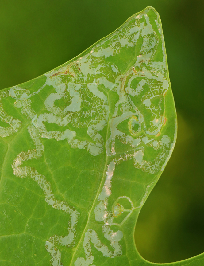 Tulip Tree Leaf Miner - Phyllocnistis liriodendronella Host: Liriodendron tulipifera<br />
<figure class="photo"><a href="https://www.jungledragon.com/image/156861/tulip_tree_leaf_miner_-_phyllocnistis_liriodendronella.html" title="Tulip Tree Leaf Miner - Phyllocnistis liriodendronella"><img src="https://s3.amazonaws.com/media.jungledragon.com/images/3232/156861_thumb.jpg?AWSAccessKeyId=05GMT0V3GWVNE7GGM1R2&Expires=1759968010&Signature=sqPHy21bQiw4dlPC4ciT4twbNxY%3D" width="200" height="148" alt="Tulip Tree Leaf Miner - Phyllocnistis liriodendronella Host: Liriodendron tulipifera<br />
https://www.jungledragon.com/image/156860/tulip_tree_leaf_miner_-_phyllocnistis_liriodendronella.html Geotagged,Phyllocnistis liriodendronella,Summer,Tulip Tree Leaf Miner,United States" /></a></figure> Geotagged,Gracillariidae,Liriodendron tulipifera,Phyllocnistis,Phyllocnistis liriodendronella,Summer,Tulip Tree Leaf Miner,United States,leaf miner,leafminer,signs of wildlife,tulip tree