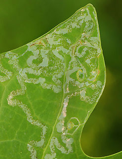 Tulip Tree Leaf Miner - Phyllocnistis liriodendronella Host: Liriodendron tulipifera
https://www.jungledragon.com/image/156861/tulip_tree_leaf_miner_-_phyllocnistis_liriodendronella.html Geotagged,Gracillariidae,Liriodendron tulipifera,Phyllocnistis,Phyllocnistis liriodendronella,Summer,Tulip Tree Leaf Miner,United States,leaf miner,leafminer,signs of wildlife,tulip tree
