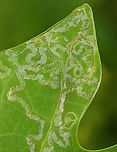 Tulip Tree Leaf Miner - Phyllocnistis liriodendronella Host: Liriodendron tulipifera<br />
https://www.jungledragon.com/image/156861/tulip_tree_leaf_miner_-_phyllocnistis_liriodendronella.html Geotagged,Gracillariidae,Liriodendron tulipifera,Phyllocnistis,Phyllocnistis liriodendronella,Summer,Tulip Tree Leaf Miner,United States,leaf miner,leafminer,signs of wildlife,tulip tree