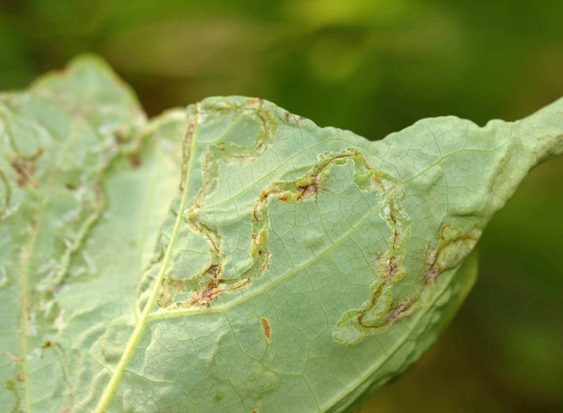 Tulip Tree Leaf Miner - Phyllocnistis liriodendronella Host: Liriodendron tulipifera<br />
<figure class="photo"><a href="https://www.jungledragon.com/image/156860/tulip_tree_leaf_miner_-_phyllocnistis_liriodendronella.html" title="Tulip Tree Leaf Miner - Phyllocnistis liriodendronella"><img src="https://s3.amazonaws.com/media.jungledragon.com/images/3232/156860_thumb.jpg?AWSAccessKeyId=05GMT0V3GWVNE7GGM1R2&Expires=1759968010&Signature=qQ9SdRuXK8NlphYrjcp1I1HztFU%3D" width="118" height="152" alt="Tulip Tree Leaf Miner - Phyllocnistis liriodendronella Host: Liriodendron tulipifera<br />
https://www.jungledragon.com/image/156861/tulip_tree_leaf_miner_-_phyllocnistis_liriodendronella.html Geotagged,Gracillariidae,Liriodendron tulipifera,Phyllocnistis,Phyllocnistis liriodendronella,Summer,Tulip Tree Leaf Miner,United States,leaf miner,leafminer,signs of wildlife,tulip tree" /></a></figure> Geotagged,Phyllocnistis liriodendronella,Summer,Tulip Tree Leaf Miner,United States