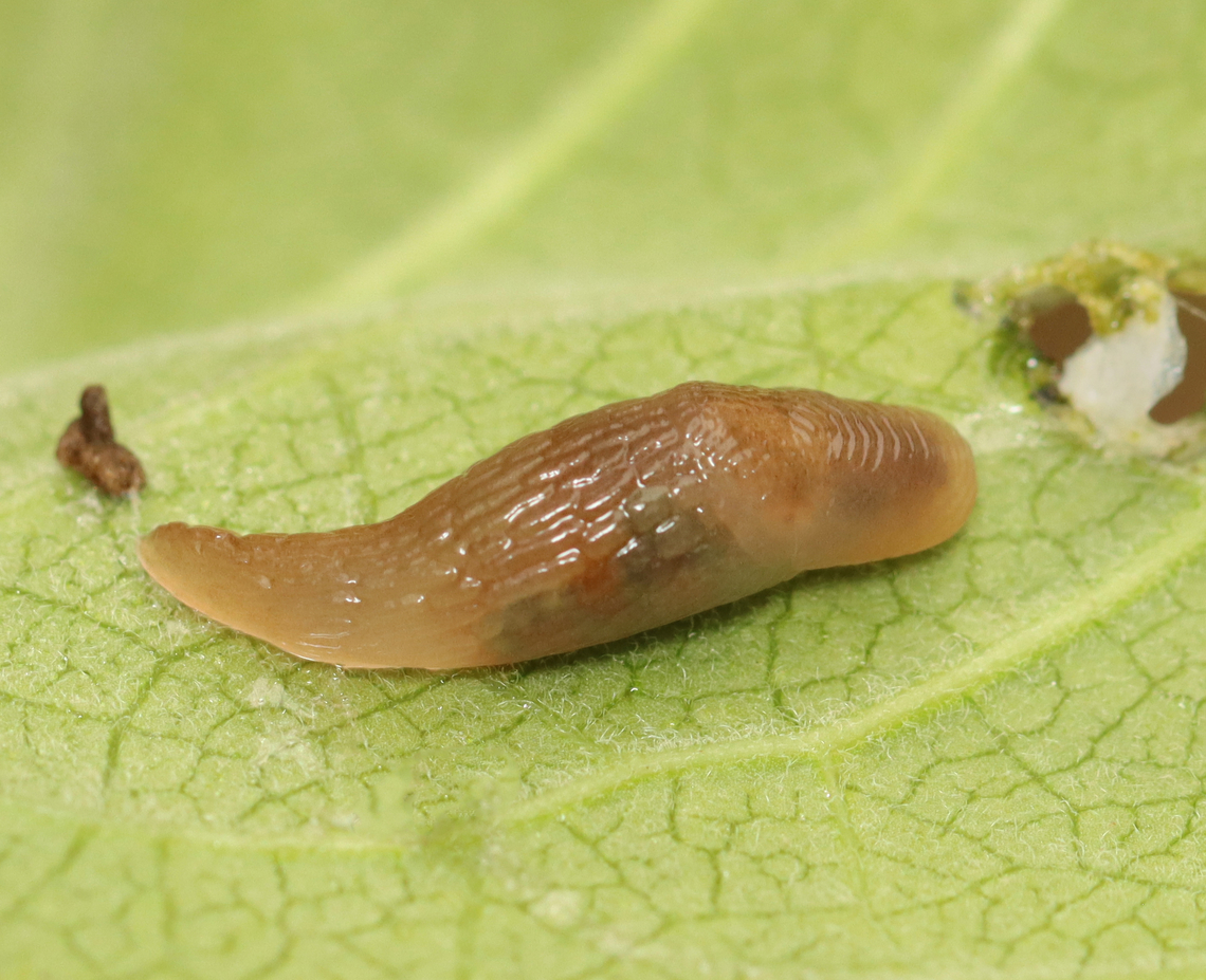 Land Slug - Deroceras sp. Deroceras laeve or Deroceras reticulatum, I think.<br />
<br />
Habitat: Garden Deroceras,Geotagged,Summer,United States,land slug,slug,terrestrial pulmonate gastropod