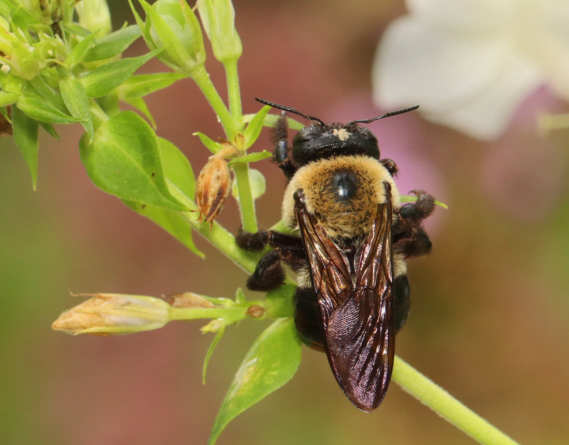 Eastern Carpenter Bee - Xylocopa virginica Habitat: Garden Eastern Carpenter Bee,Geotagged,Summer,United States,Xylocopa,Xylocopa virginica,bee,carpenter bee
