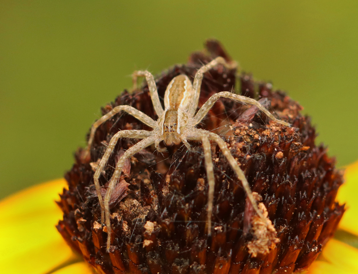 American Nursery Web Spider It had some webbing and other things in the center of the flower. I didn't ask it to move so that I could get a closer look.<br />
<br />
Habitat: Garden<br />
<br />
 American Nursery Web Spider,Geotagged,Pisaurina,Pisaurina mira,Summer,United States,nursery web spider,spider