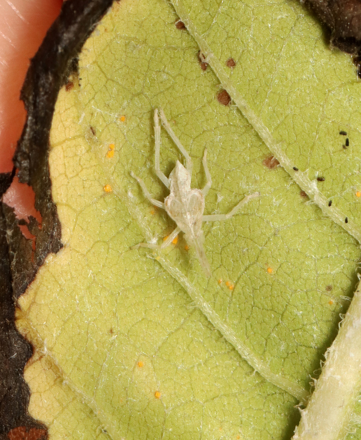 Partridge Bug Exuvia - Scolops sulcipes I think this is an exuvia from a partridge bug:<br />
<figure class="photo"><a href="https://www.jungledragon.com/image/156556/partridge_bug_-_scolops_sulcipes.html" title="Partridge Bug - Scolops sulcipes"><img src="https://s3.amazonaws.com/media.jungledragon.com/images/3232/156556_thumb.jpg?AWSAccessKeyId=05GMT0V3GWVNE7GGM1R2&Expires=1769040010&Signature=kYIZqI%2BXJDjA5nJtNFTQBmc3Yso%3D" width="200" height="146" alt="Partridge Bug - Scolops sulcipes Habitat: Garden<br />
https://www.jungledragon.com/image/156554/partridge_bug_-_scolops_sulcipes.html Geotagged,Partridge Bug,Scolops sulcipes,Summer,United States,planthopper,scolops" /></a></figure><br />
<br />
Habitat: Garden Geotagged,Scolops,Scolops sulcipes,Summer,United States,exuvia,partridge bug