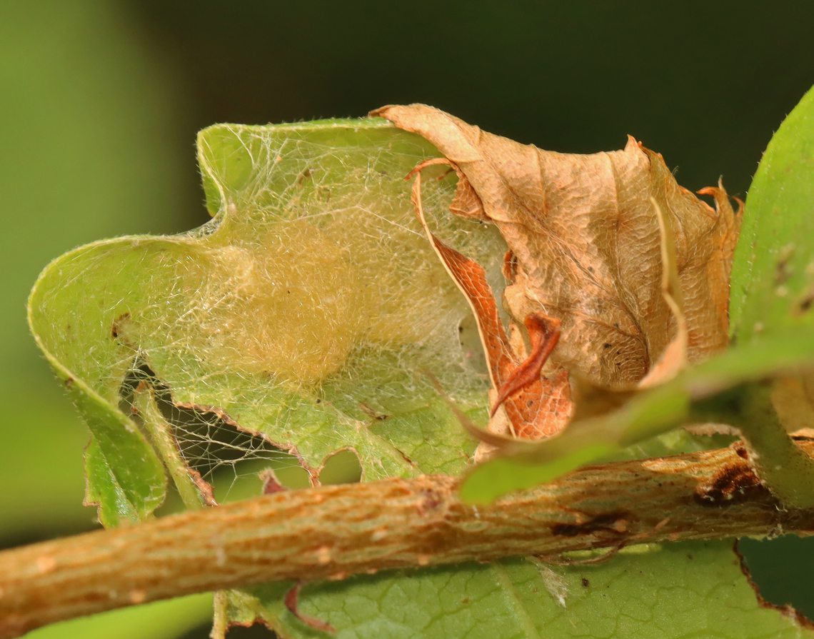 Insect or Spider Eggs? It looks like there is an opening on the right side of the fuzz, which makes me think there are spider eggs in there. But, I am unsure. It could also be a moth pupa.<br />
<br />
Habitat: Deciduous forest Geotagged,Summer,United States,cocoon,eggs,pupa,spider eggs