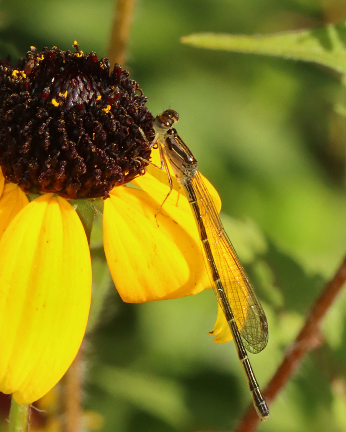 Fragile Forktail Damselfly - Ischnura posita Habitat: Garden Fragile Forktail,Geotagged,Ischnura posita,Summer,United States,damselfly,ischnura