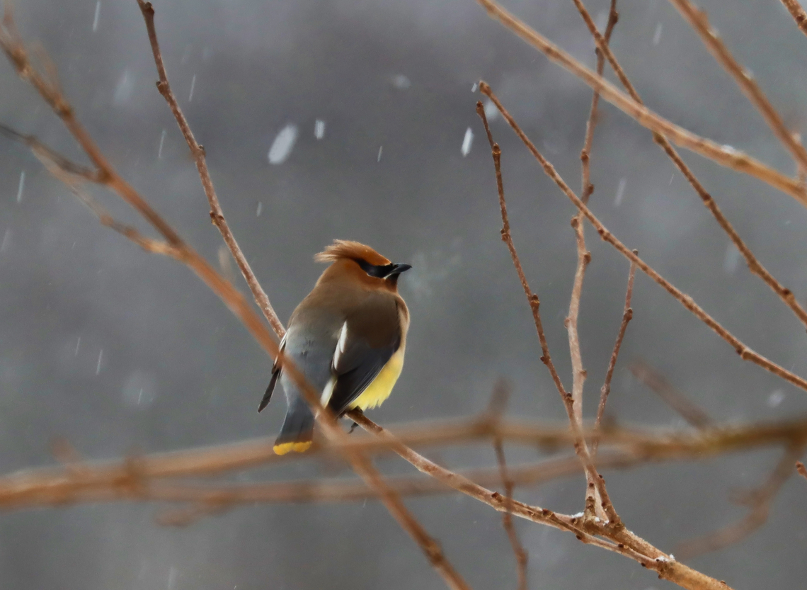 Cedar Waxwing - Bombycilla cedrorum Sitting in the mulberry tree in my yard. It was so cold out that you can see the bird&#039;s breath.<br />
<br />
Habitat: Semi-rural yard Bombycilla,Bombycilla cedrorum,Cedar Waxwing,Geotagged,United States,Winter,mulberry,snow,waxwing