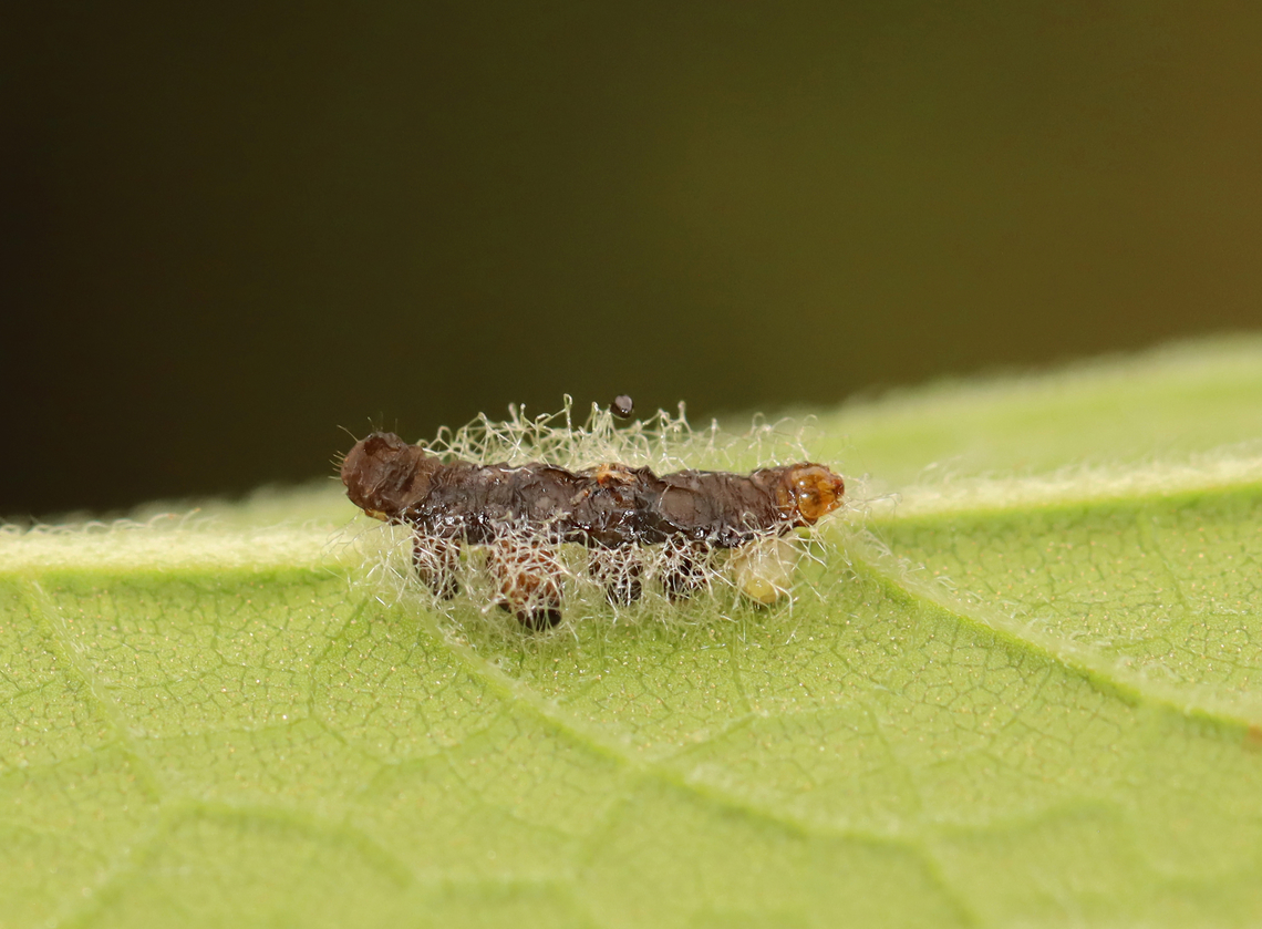 Caterpillar Parasitized by Euplectrus Wasp Wasps in the genus Euplectrus are ectoparasitoids of lepidopteran caterpillars. The wasp larvae pupate underneath the caterpillar and enclose themselves in loose cocoons.<br />
<br />
I really wish I have taken this home to try to rear out the wasps!<br />
<br />
Habitat: Garden Euplectrus,Geotagged,Summer,United States,caterpillar,chalcidoid wasp,larva,parasitoid,wasp