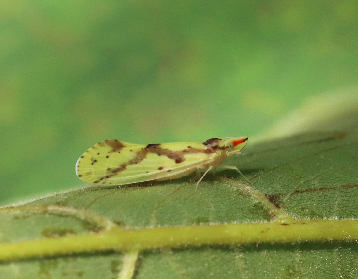 Derbid Planthopper - Otiocerus wolfii Habitat: Garden Derbidae,Geotagged,Otiocerus,Otiocerus wolfii,Summer,United States,planthopper