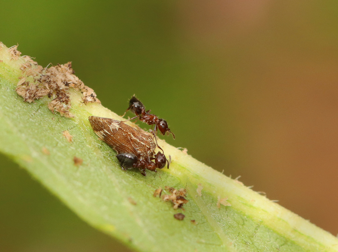 Crematogaster Ants (Crematogaster cerasi) Farming a Treehopper (Publilia concava) Habitat: Garden Crematogaster,Crematogaster cerasi,Geotagged,Publilia concava,Summer,United States,ants,mutualism,symbiosis,treehopper