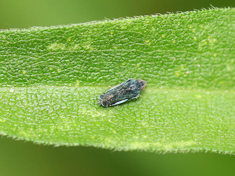 Leafhopper - Scaphytopius sp. Habitat: Garden Geotagged,Scaphytopius,Summer,United States,leafhopper