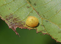 Hickory Midge Galls - Caryomyia sp. Host: Carya sp.<br />
https://www.jungledragon.com/image/156979/hickory_midge_galls_-_caryomyia_sp.html Caryomyia,Cecidomyiidae,Geotagged,Summer,United States,carya,gall,galls,hickory,hickory gall midge