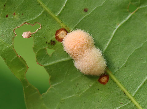 Woolly Oak Galls - Callirhytis lanata Host: Quercus rubra Callirhytis,Callirhytis lanata,Geotagged,Summer,United States,Woolly Oak Gall,gall,galls,quercus rubra,red oak