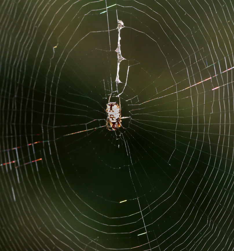White Micrathena - Micrathena mitrata I wish I had taken the time to get a better photo!<br />
<br />
Habitat: Mixed forest Geotagged,Micrathena,Micrathena mitrata,Summer,United States,orb weaver,spider