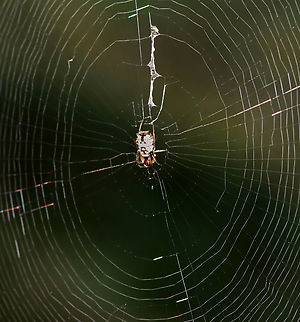 White Micrathena - Micrathena mitrata I wish I had taken the time to get a better photo!

Habitat: Mixed forest Geotagged,Micrathena,Micrathena mitrata,Summer,United States,orb weaver,spider