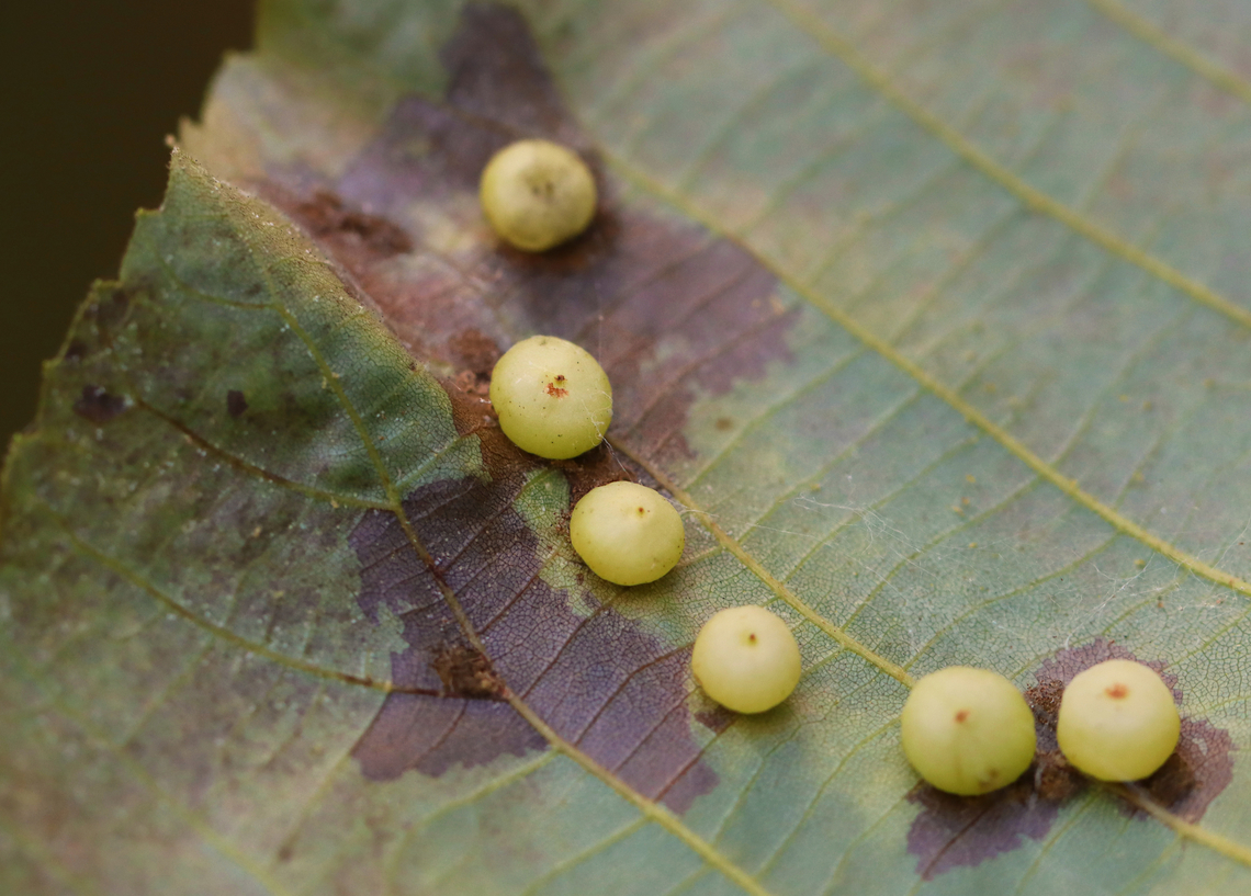 Hickory Midge Galls - Caryomyia sp. Host: Carya sp.<br />
<figure class="photo"><a href="https://www.jungledragon.com/image/156976/hickory_midge_galls_-_caryomyia_sp.html" title="Hickory Midge Galls - Caryomyia sp."><img src="https://s3.amazonaws.com/media.jungledragon.com/images/3232/156976_thumb.jpg?AWSAccessKeyId=05GMT0V3GWVNE7GGM1R2&Expires=1759968010&Signature=68DrdbNwK9NeFzD3LcwofLE%2BHN0%3D" width="200" height="144" alt="Hickory Midge Galls - Caryomyia sp. Host: Carya sp.<br />
https://www.jungledragon.com/image/156979/hickory_midge_galls_-_caryomyia_sp.html Caryomyia,Cecidomyiidae,Geotagged,Summer,United States,carya,gall,galls,hickory,hickory gall midge" /></a></figure> Geotagged,Summer,United States
