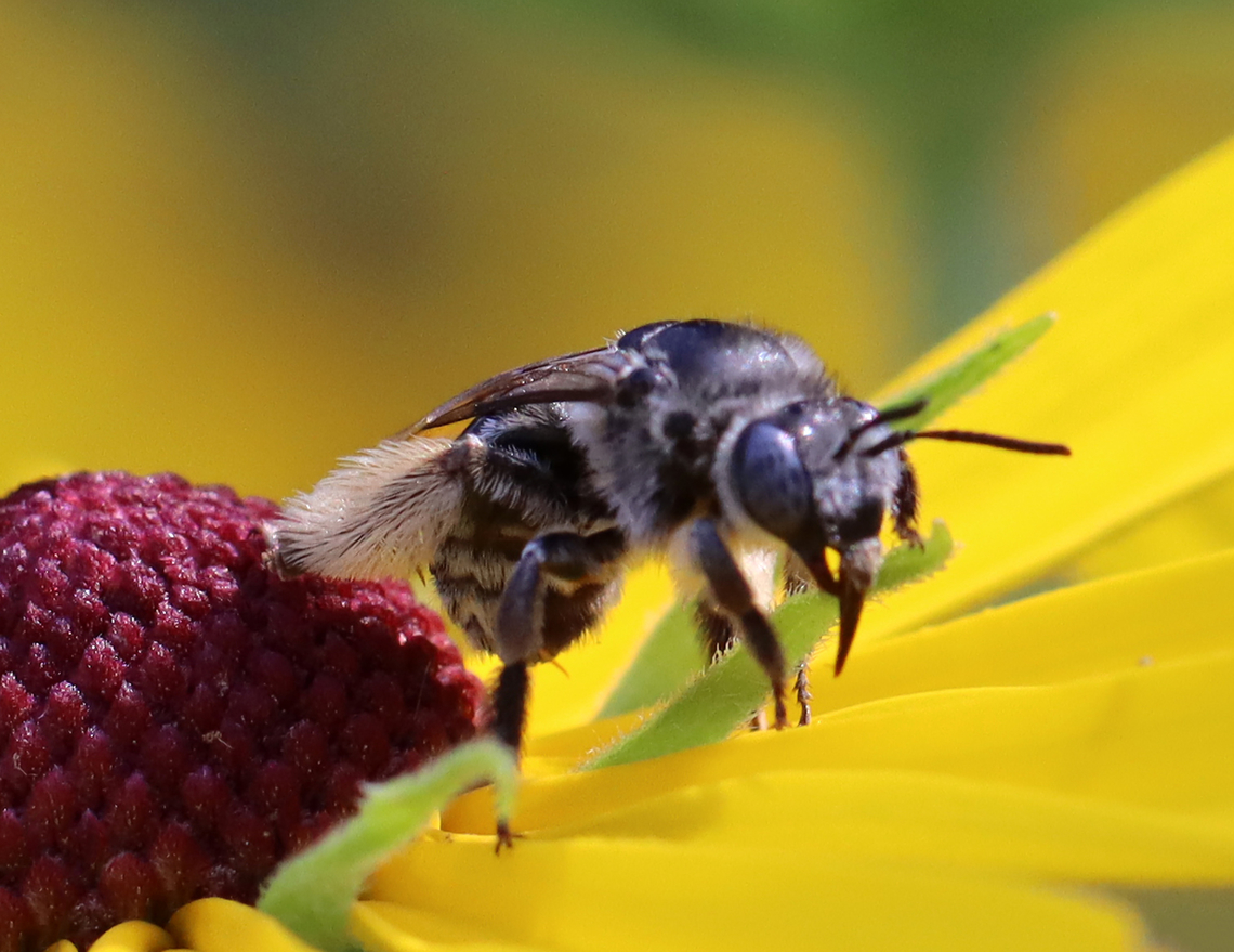 Longhorn Bee - Melissodes denticulatus All of my photos of this bee are awful, but I need to share it anyway because of its amazing hairy legs!<br />
<br />
Habitat: Garden<br />
<br />
 Geotagged,Melissodes,Melissodes denticulatus,Summer,United States,bee,longhorn bee