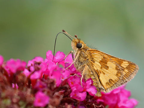 Peck's Skipper - Polites peckius Habitat: Garden Geotagged,Pecks skipper,Polites,Polites peckius,Summer,United States,butterfly,hesperiidae,skipper