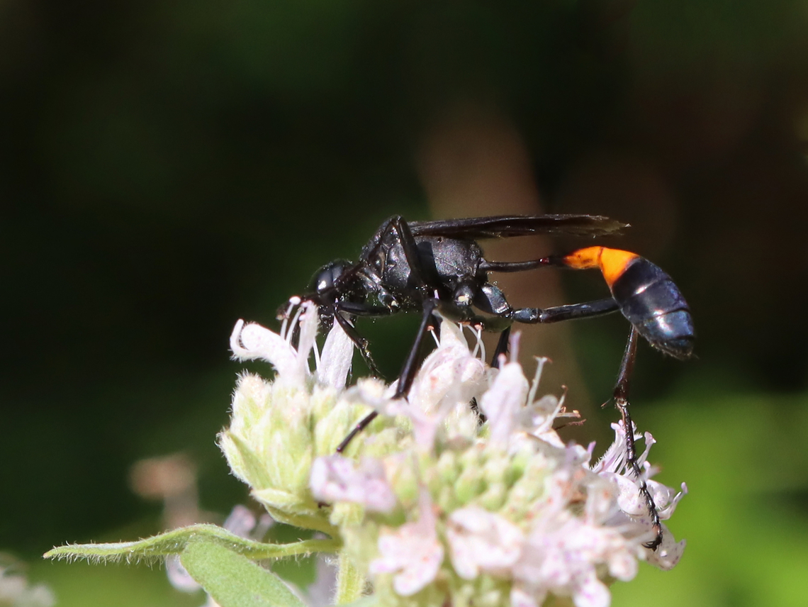 Thread-waisted Wasp - Ammophila nigricans Habitat: Garden Ammophila nigricans,Geotagged,Summer,Thread-waisted Wasp,United States,ammophila,sphecidae,wasp