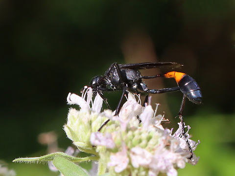 Thread-waisted Wasp - Ammophila nigricans Habitat: Garden Ammophila nigricans,Geotagged,Summer,Thread-waisted Wasp,United States,ammophila,sphecidae,wasp