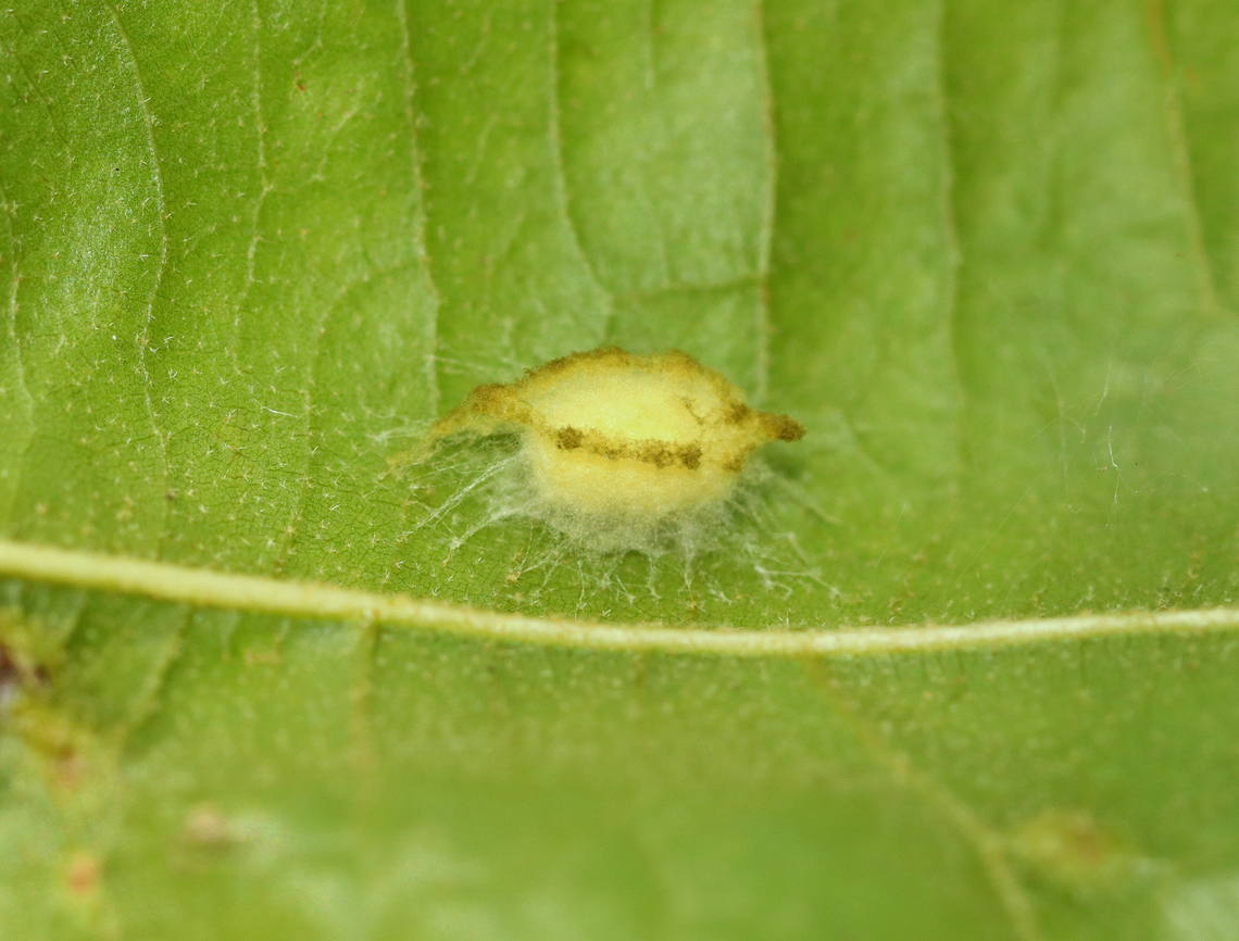 Phylum Arthropoda - Eggs or Pupa? Eggs or pupa?<br />
<br />
Habitat: Adhered to the underside of a leaf; deciduous forest Geotagged,Summer,United States,arthropod,eggs,pupa,what is that