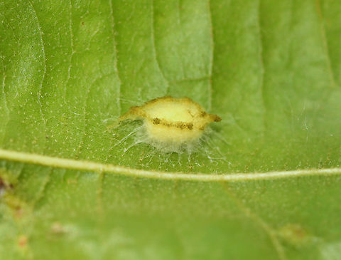 Phylum Arthropoda - Eggs or Pupa? Eggs or pupa?

Habitat: Adhered to the underside of a leaf; deciduous forest Geotagged,Summer,United States,arthropod,eggs,pupa,what is that