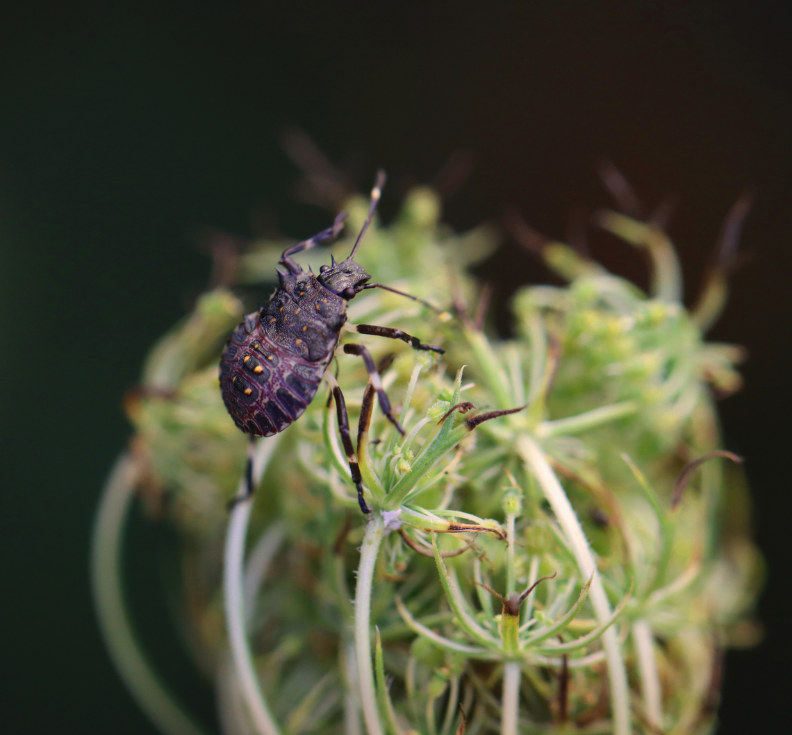 Brown Marmorated Stink Bug Nymph - Halyomorpha halys Habitat: On wild carrot (Daucus carota); garden Brown marmorated stink bug,Daucus carota,Geotagged,Halyomorpha,Halyomorpha halys,Summer,United States,nymph,stink bug,stink bug nymph,wild carrot