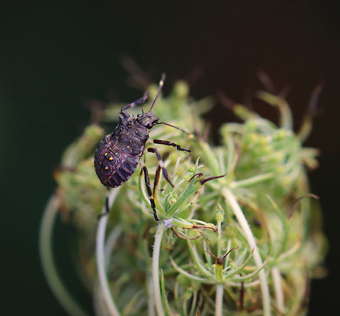 Brown Marmorated Stink Bug Nymph - Halyomorpha halys Habitat: On wild carrot (Daucus carota); garden Brown marmorated stink bug,Daucus carota,Geotagged,Halyomorpha,Halyomorpha halys,Summer,United States,nymph,stink bug,stink bug nymph,wild carrot