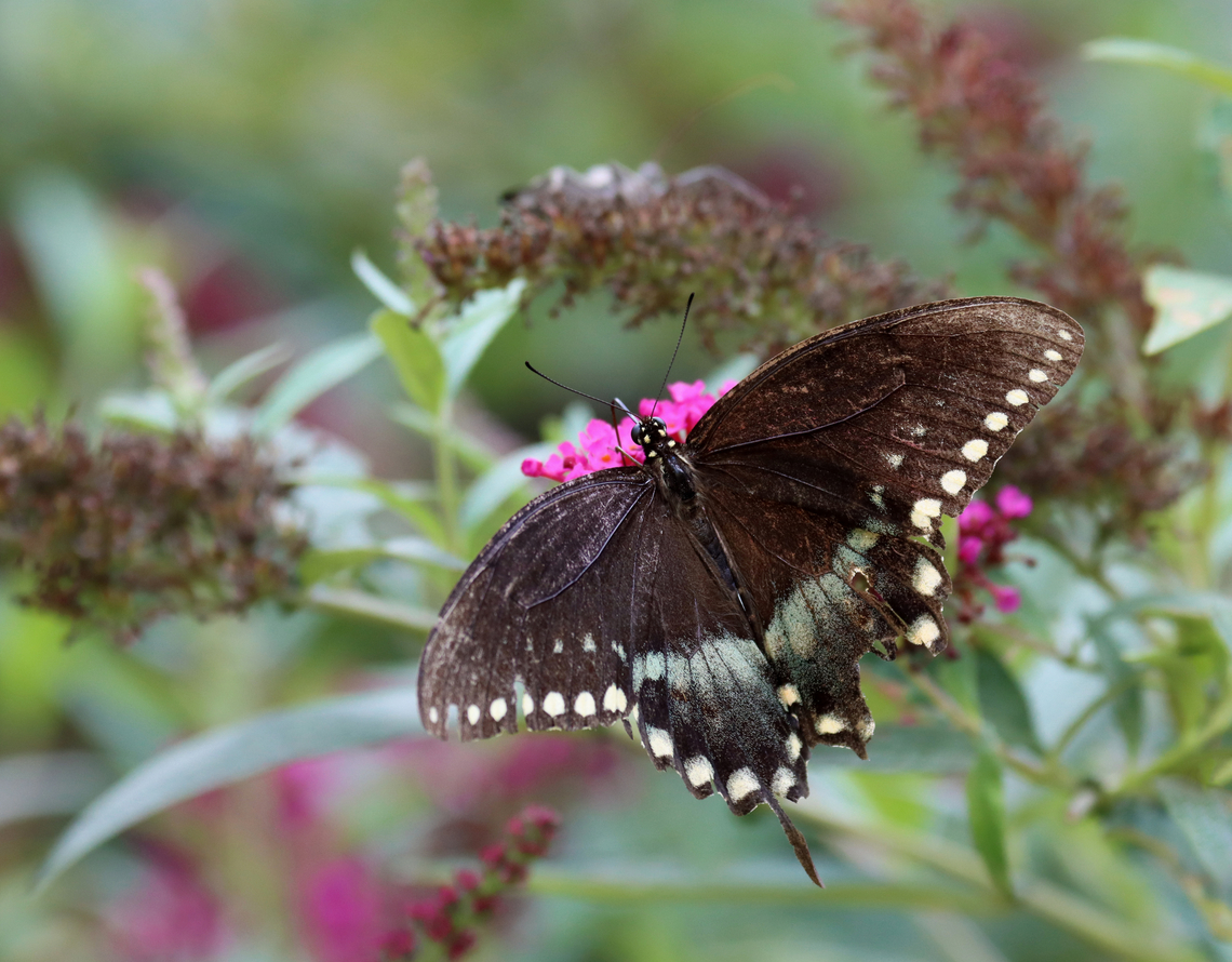 Spicebush Swallowtail - Papilio troilus Habitat: Garden Geotagged,Papilio troilus,Spicebush Swallowtail,Summer,United States,papilio,swallowtail