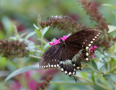 Spicebush Swallowtail - Papilio troilus Habitat: Garden Geotagged,Papilio troilus,Spicebush Swallowtail,Summer,United States,papilio,swallowtail