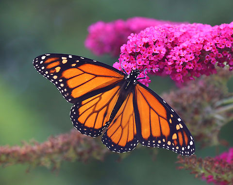 Monarch Butterfly - Danaus plexippus Habitat: Garden Danaus plexippus,Geotagged,Monarch butterfly,Summer,United States,danaus,monarch