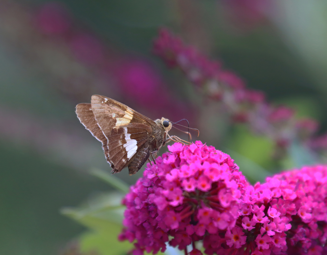 Silver-spotted Skipper - Epargyreus clarus Habitat: Garden Epargyreus,Epargyreus clarus,Geotagged,Silver-spotted Skipper,Summer,United States,skipper