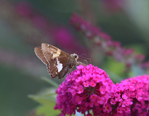 Silver-spotted Skipper - Epargyreus clarus Habitat: Garden Epargyreus,Epargyreus clarus,Geotagged,Silver-spotted Skipper,Summer,United States,skipper