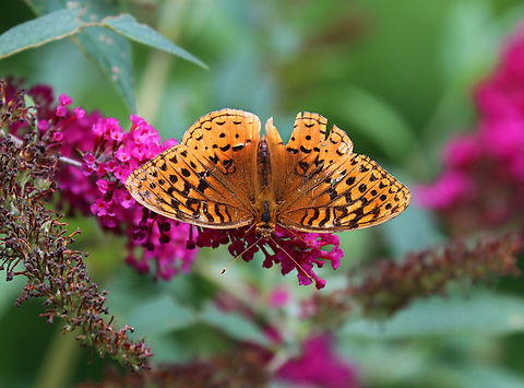 Great Spangled Fritillary - Argynnis cybele Habitat: Garden Argynnis,Argynnis cybele,Geotagged,Great Spangled Fritillary,Speyeria cybele,Summer,United States