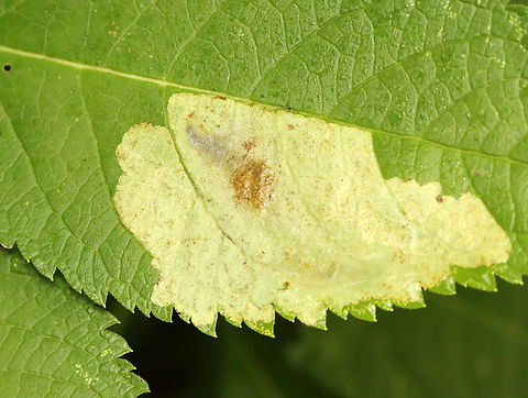 Leaf Mine - Calycomyza flavinotum Host: Joe-Pye Weed Calycomyza,Calycomyza flavinotum,Geotagged,Summer,United States,leaf miner