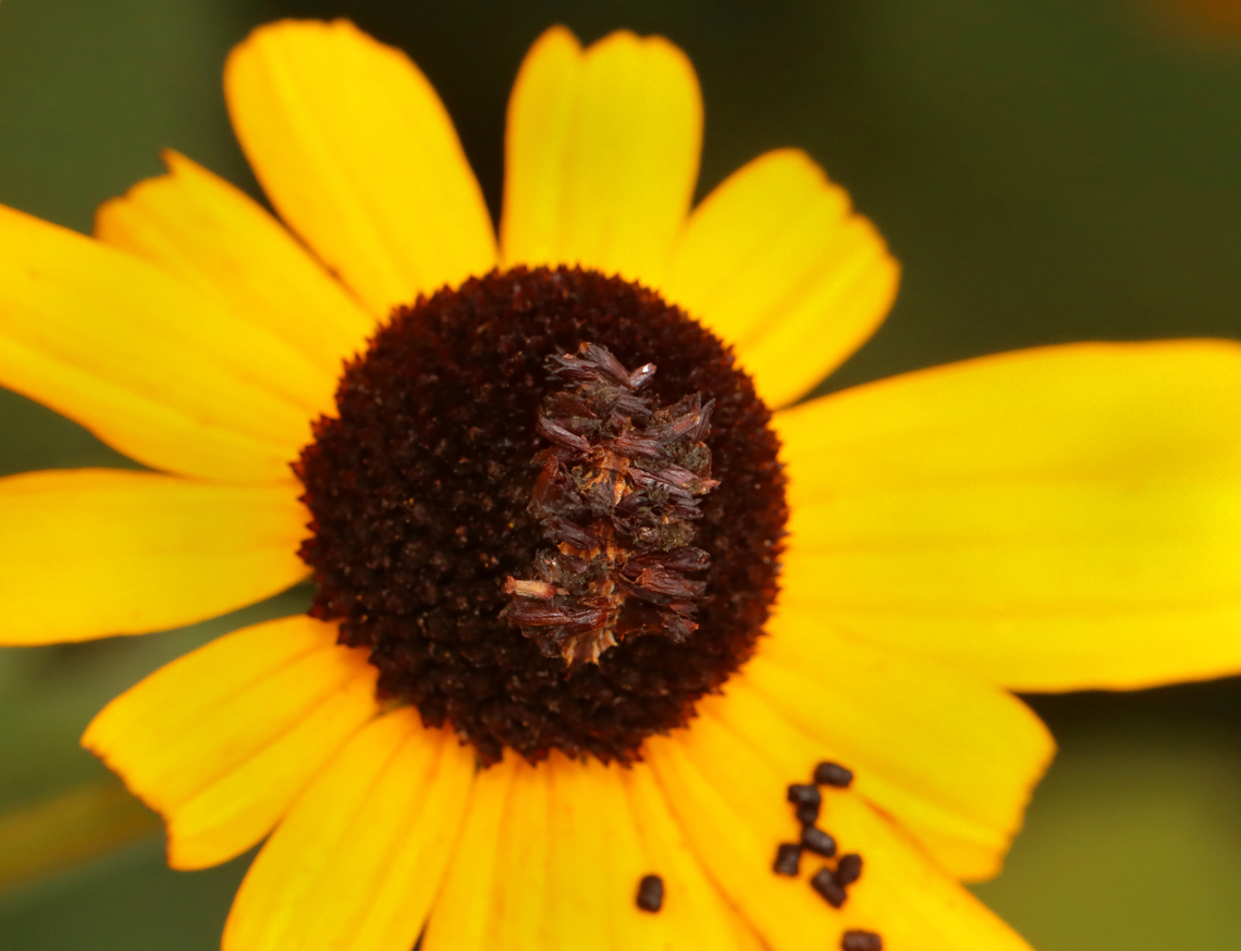 Wavy-lined Emerald Caterpillar - Synchlora aerata Habitat: Garden Geotagged,Summer,Synchlora,Synchlora aerata,United States,Wavy-lined emerald moth,caterpillar,larva
