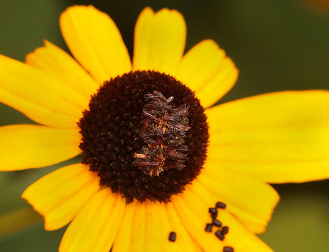 Wavy-lined Emerald Caterpillar - Synchlora aerata Habitat: Garden Geotagged,Summer,Synchlora,Synchlora aerata,United States,Wavy-lined emerald moth,caterpillar,larva