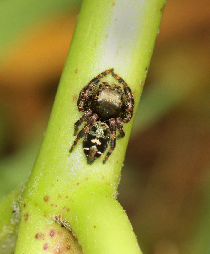 Bold Jumping Spider - Phidippus audax Habitat: Garden Bold Jumping Spider,Geotagged,Phidippus,Phidippus audax,Summer,United States,jumping spider,spider