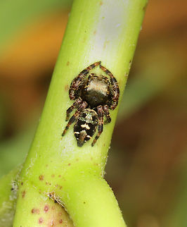 Bold Jumping Spider - Phidippus audax Habitat: Garden Bold Jumping Spider,Geotagged,Phidippus,Phidippus audax,Summer,United States,jumping spider,spider