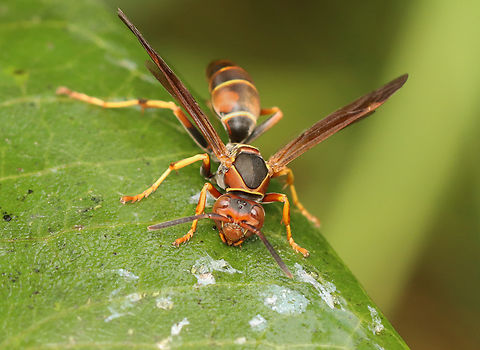 Northern Paper Wasp - Polistes fuscatus Habitat: Garden Geotagged,Northern paper wasp,Polistes,Polistes fuscatus,Summer,United States,paper wasp,wasp
