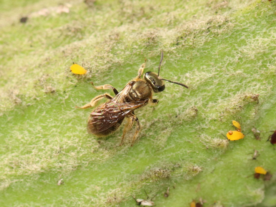 Sweat Bee - Lasioglossum sp., Subgenus Dialictus Habitat: Garden Dialictus,Geotagged,Lasioglossum,Summer,United States,bee,sweat bee