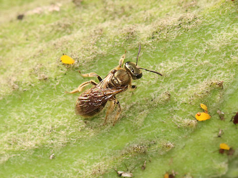 Sweat Bee - Lasioglossum sp., Subgenus Dialictus Habitat: Garden Dialictus,Geotagged,Lasioglossum,Summer,United States,bee,sweat bee