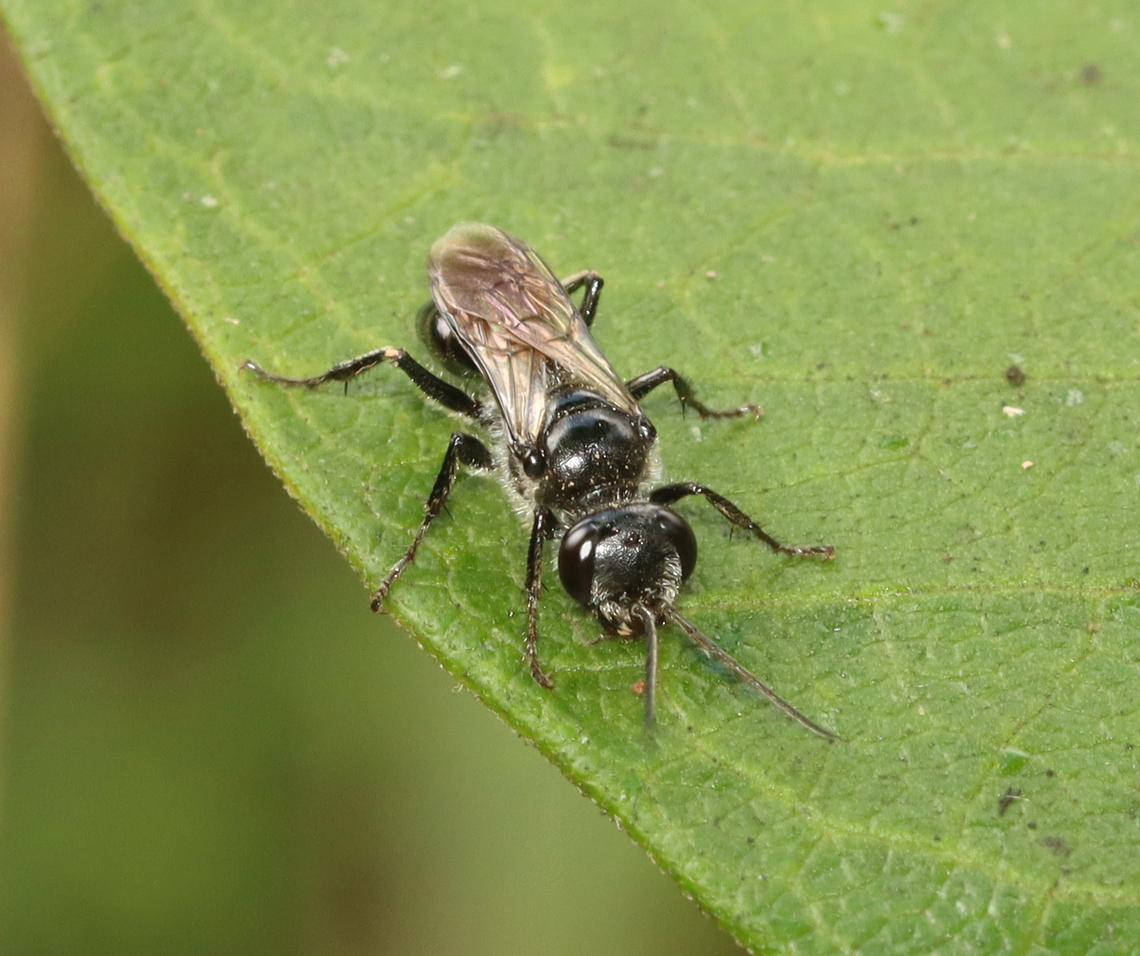Wasp - Astata unicolor *Species is tentative<br />
<br />
Habitat: Garden Astata,Astata unicolor,Crabronidae,Geotagged,Summer,United States,wasp
