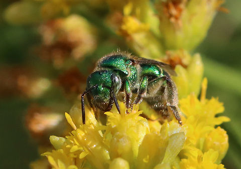 Green Sweat Bee - Augochloropsis sp., Subgenus Paraugochloropsis, probably Augochloropsis viridula Habitat: Garden
https://www.jungledragon.com/image/157151/green_sweat_bee_-_augochloropsis_sp._subgenus_paraugochloropsis_probably_augochloropsis_viridula.html Geotagged,Summer,United States
