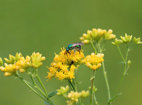 Green Sweat Bee - Augochloropsis sp., Subgenus Paraugochloropsis, probably Augochloropsis viridula Habitat: Garden
https://www.jungledragon.com/image/157150/green_sweat_bee_-_augochloropsis_sp._subgenus_paraugochloropsis_probably_augochloropsis_viridula.html Augochloropsis,Augochloropsis viridula,Geotagged,Paraugochloropsis,Summer,United States,bee,sweat bee