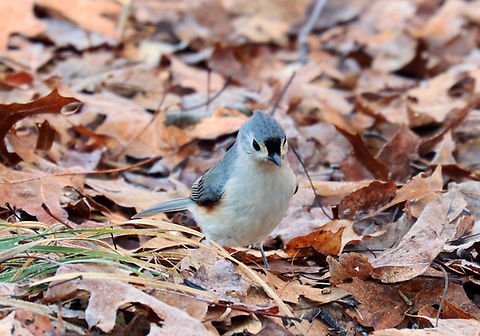 Tufted Titmouse - Baeolophus bicolor Habitat: Rural backyard Baeolophus,Baeolophus bicolor,Geotagged,Tufted Titmouse,United States,Winter
