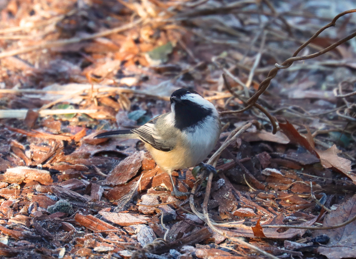 Black-capped Chickadee - Poecile atricapillus Listening intently ;)<br />
<br />
Habitat: Rural backyard Black-capped chickadee,Geotagged,Poecile atricapillus,United States,Winter,chickadee,poecile,talking to birds