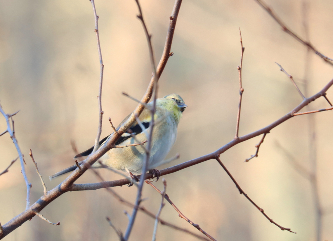 American Goldfinch - Spinus tristis I&#039;ve created the tag &quot;talking to birds&quot; for some of my bird photos. I noticed that when I talk to birds, most tilt their heads and appear to listen. It&#039;s comical and very cute. This bird was so funny -- compare the two photos. This is the one I took while I was talking to it. It tilted its head so far, lol.<br />
<br />
Habitat: Rural backyard<br />
<figure class="photo"><a href="https://www.jungledragon.com/image/157166/american_goldfinch_-_spinus_tristis.html" title="American Goldfinch - Spinus tristis"><img src="https://s3.amazonaws.com/media.jungledragon.com/images/3232/157166_thumb.jpg?AWSAccessKeyId=05GMT0V3GWVNE7GGM1R2&Expires=1759968010&Signature=qBSSCe6RWFaQDkjPCw4jJ4WN4xQ%3D" width="200" height="150" alt="American Goldfinch - Spinus tristis Habitat: Rural backyard<br />
<br />
https://www.jungledragon.com/image/157164/american_goldfinch_-_spinus_tristis.html American goldfinch,Geotagged,Spinus tristis,United States,Winter,goldfinch,spinus" /></a></figure> American goldfinch,Geotagged,Spinus,Spinus tristis,United States,Winter,goldfinch,talking to birds