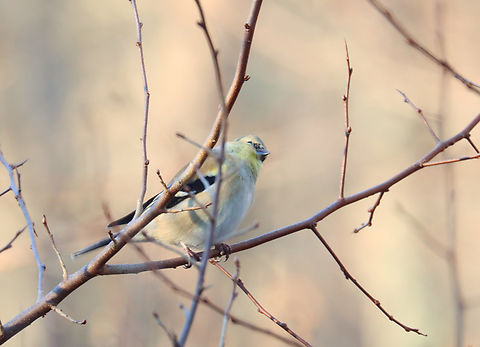 American Goldfinch - Spinus tristis I've created the tag "talking to birds" for some of my bird photos. I noticed that when I talk to birds, most tilt their heads and appear to listen. It's comical and very cute. This bird was so funny -- compare the two photos. This is the one I took while I was talking to it. It tilted its head so far, lol.

Habitat: Rural backyard
https://www.jungledragon.com/image/157166/american_goldfinch_-_spinus_tristis.html American goldfinch,Geotagged,Spinus,Spinus tristis,United States,Winter,goldfinch,talking to birds